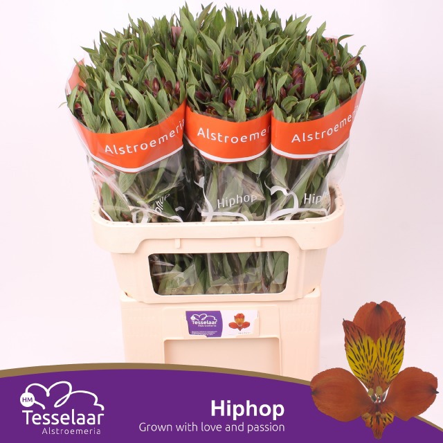 Альстромерия Хип-Хоп (оранжево-желт.), шт.