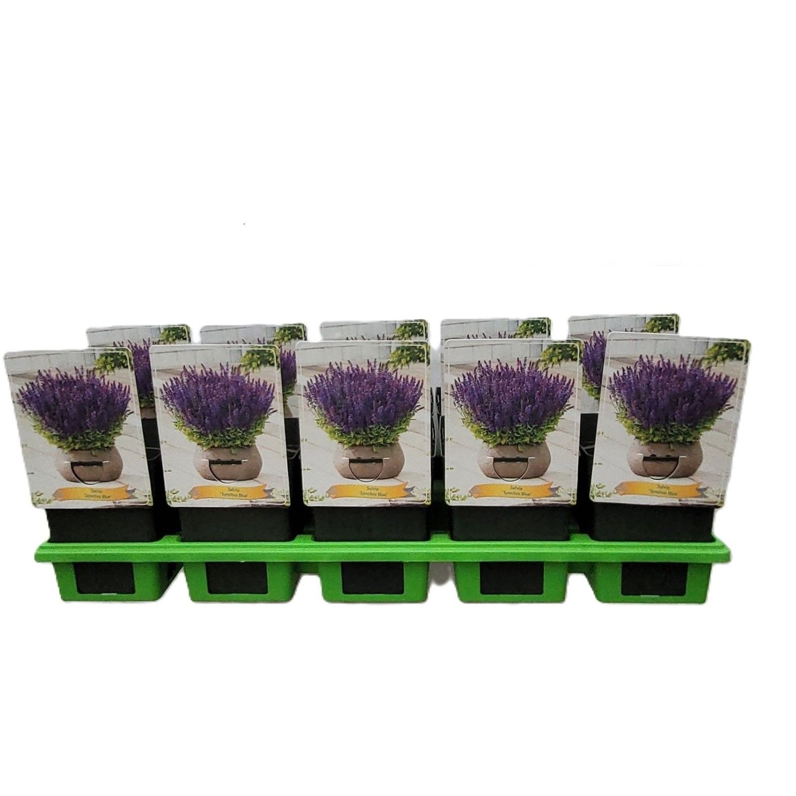 Salvia 'Synchro Blue' P11, D 11