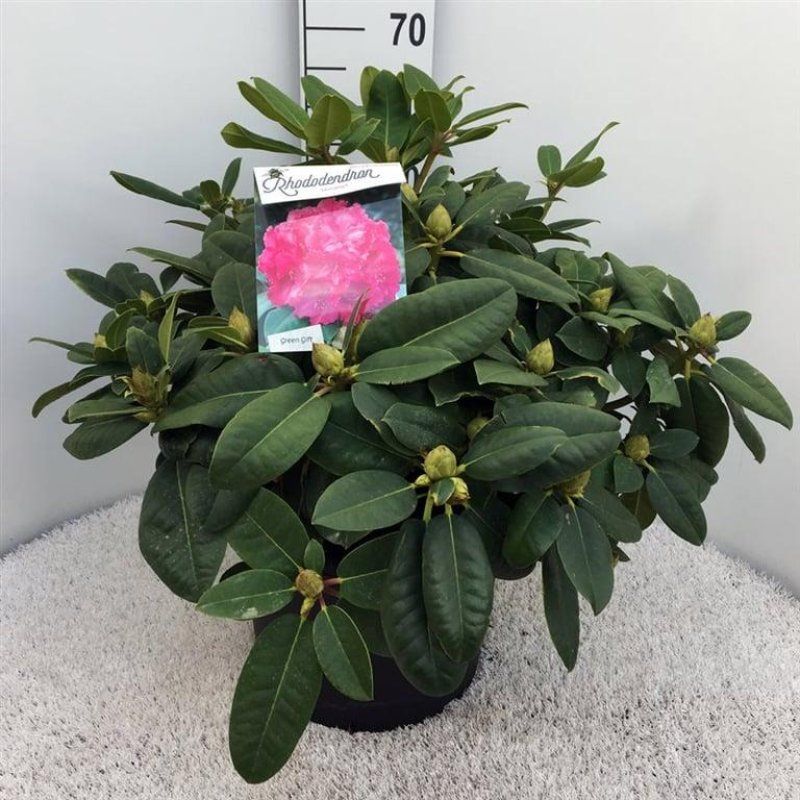 Rhododendron 'Germania', D 38