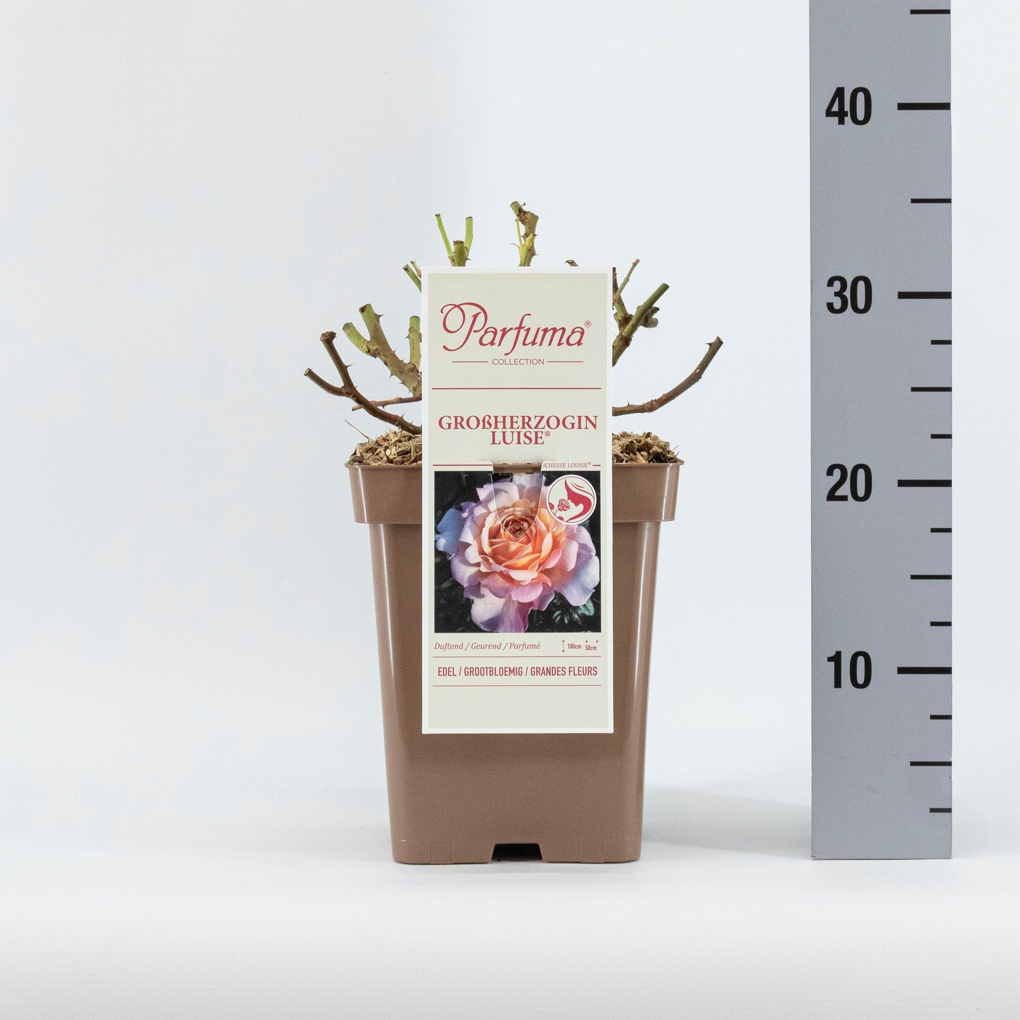 Rosa Parfuma (TH) Großherzogin Luise ®, D 23