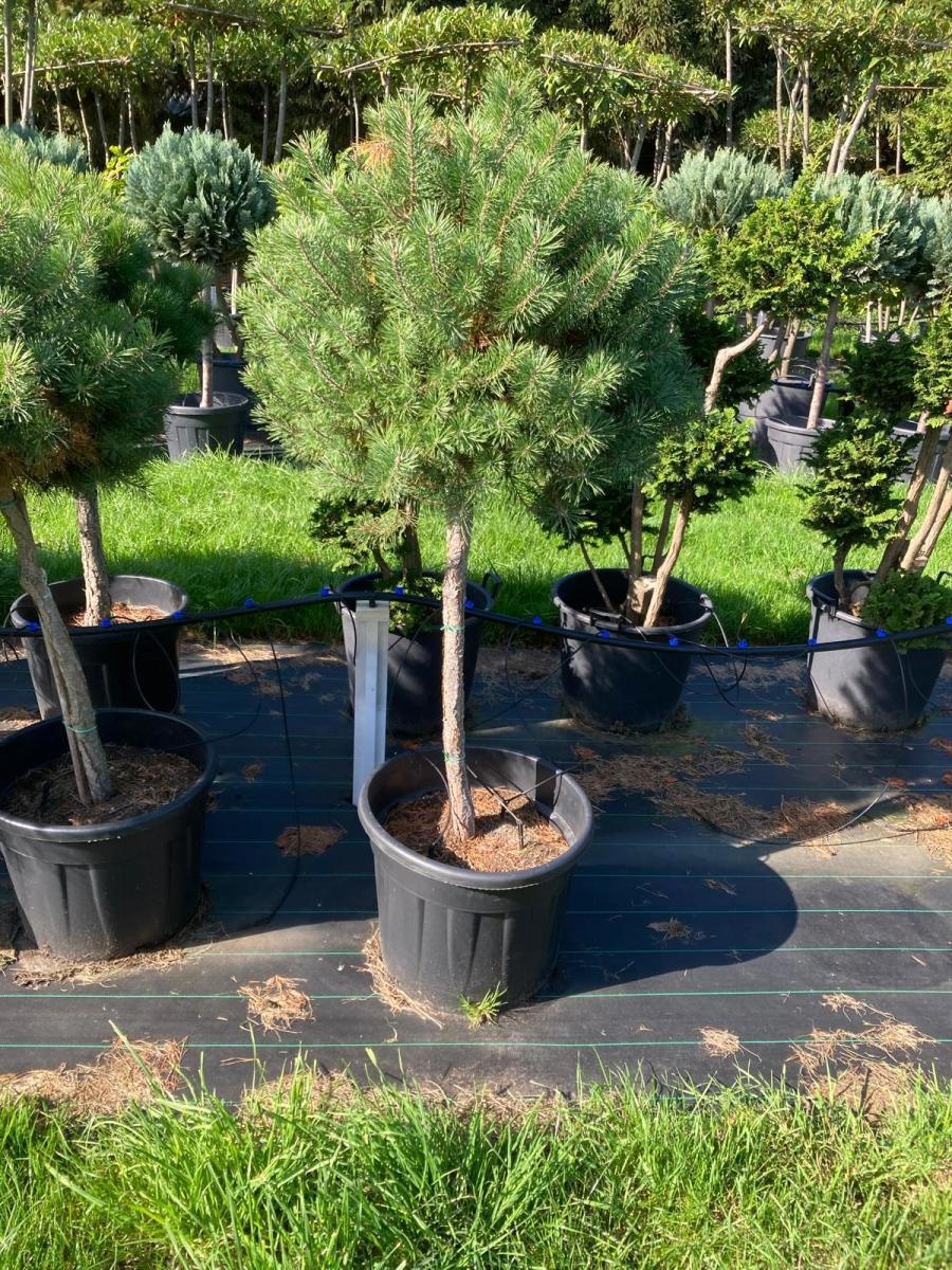 Pinus nigra nigra, kroon, D 65