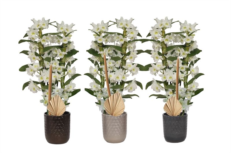 Vera p12 symmetric mix Dendr Nobile Apollon 2T16+tros, D 12 cm