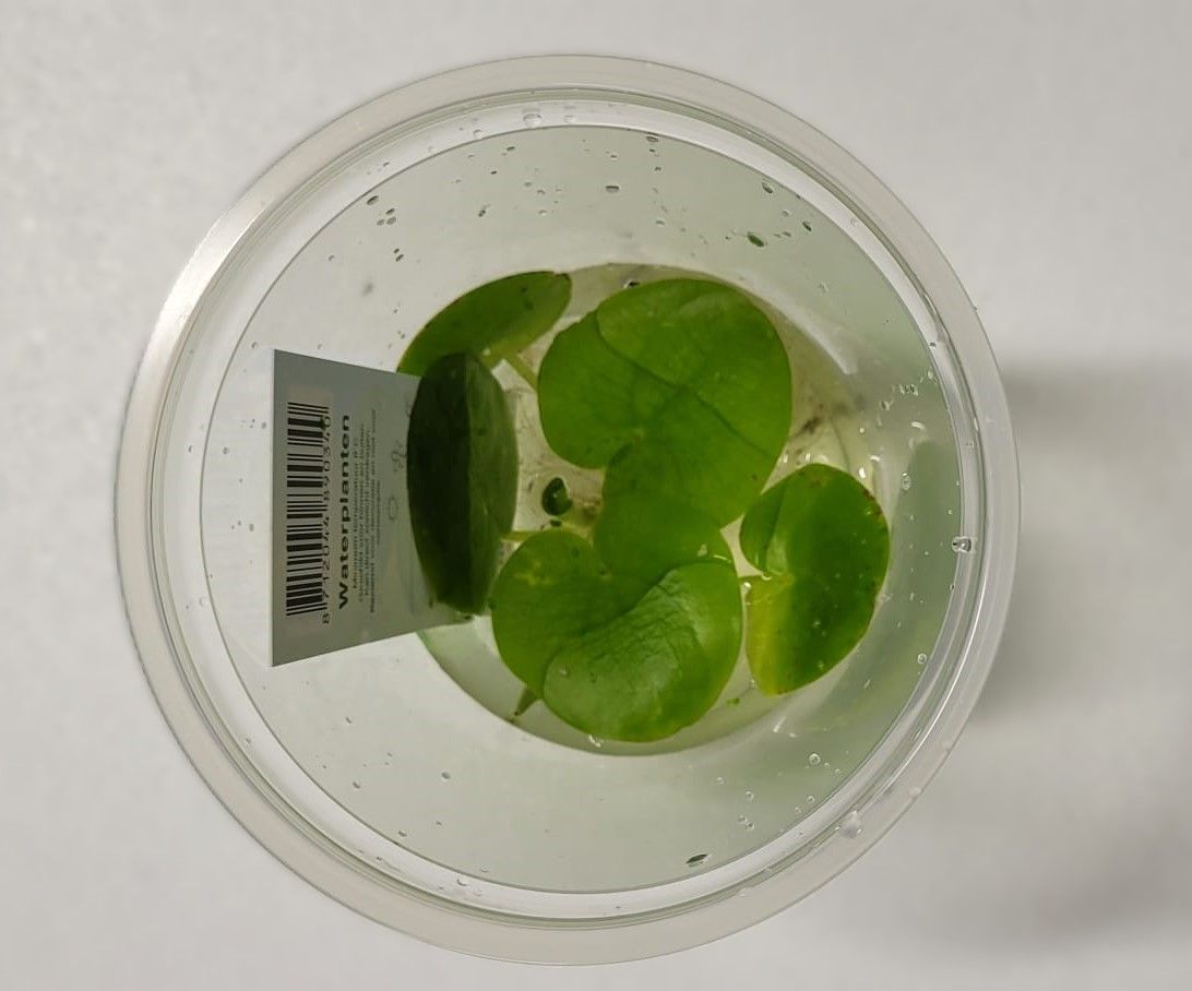 212 - limnobium, D 9