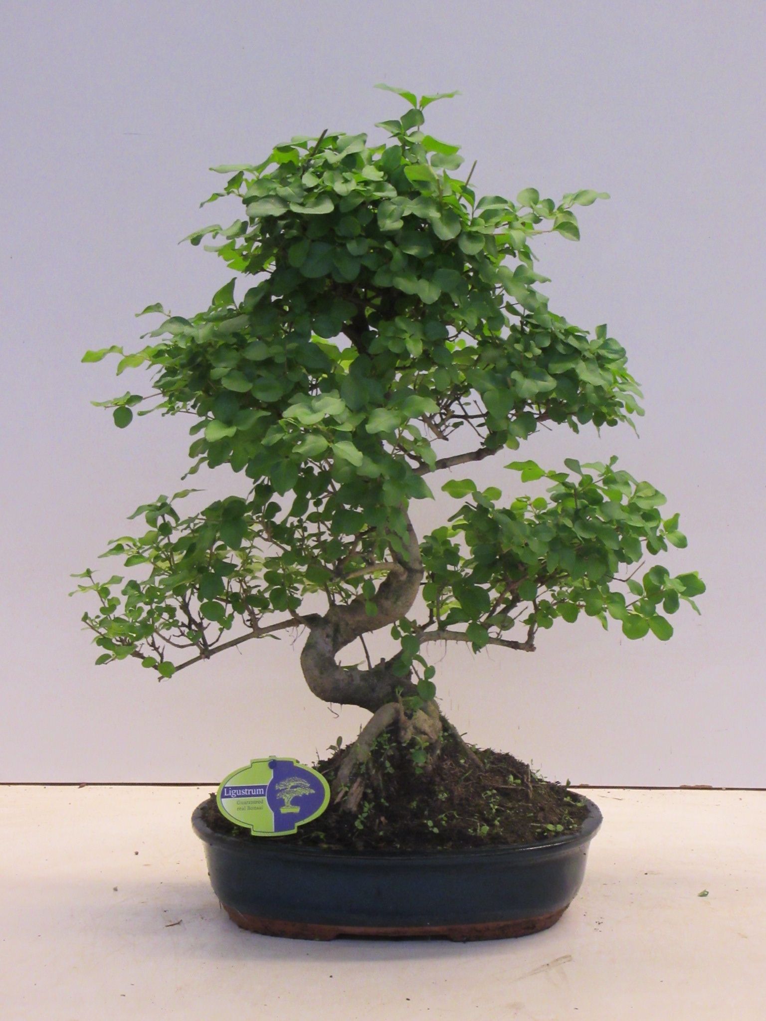 Ligustrum sinensis, 32cm., shape, without drip tray, D 32