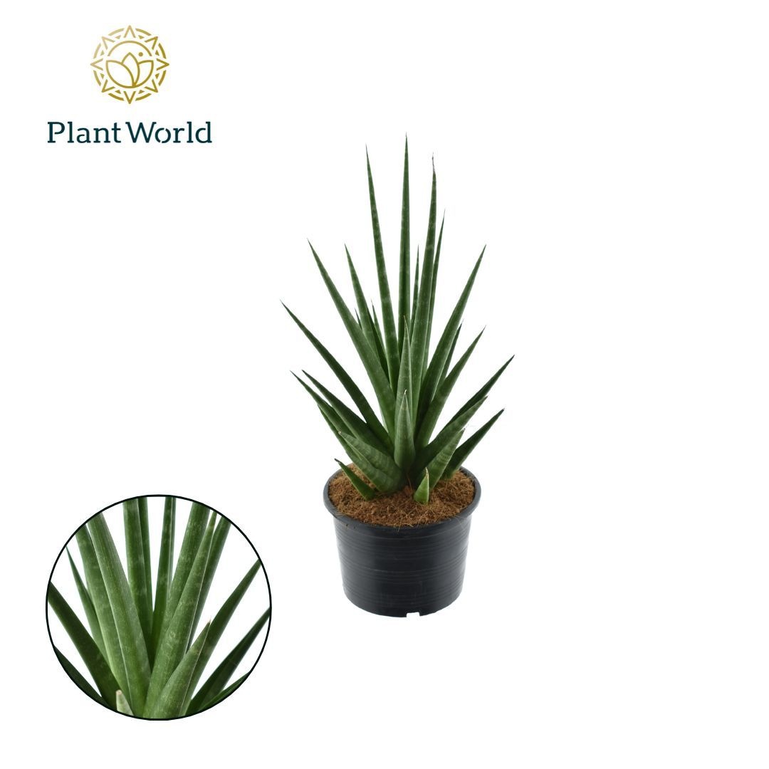 Sansevieria 'Dancing Queen', D 14 cm