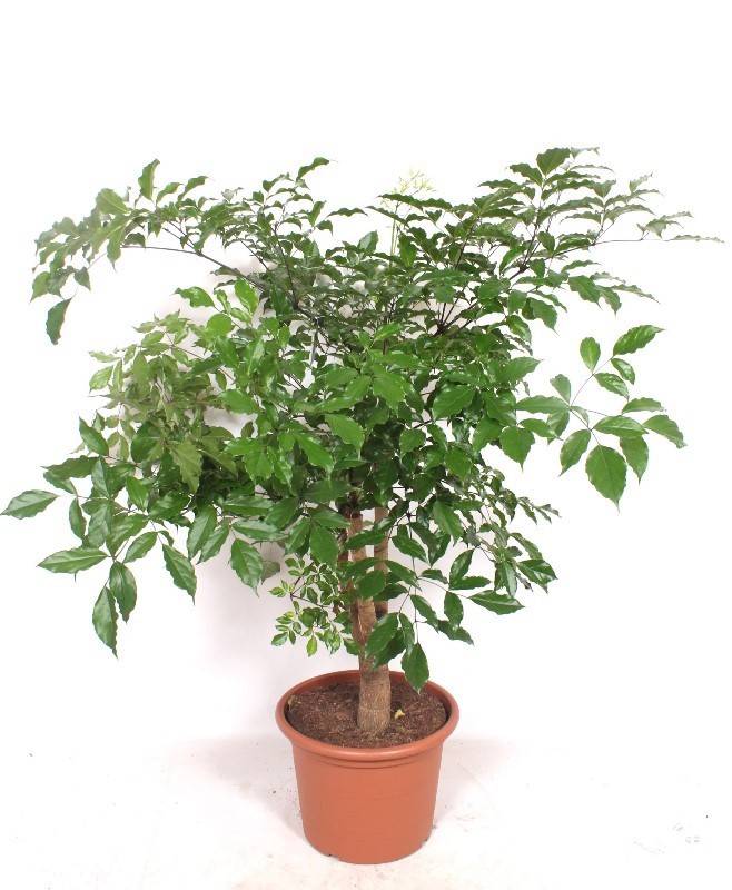 Heteropanax chinensis, D 40