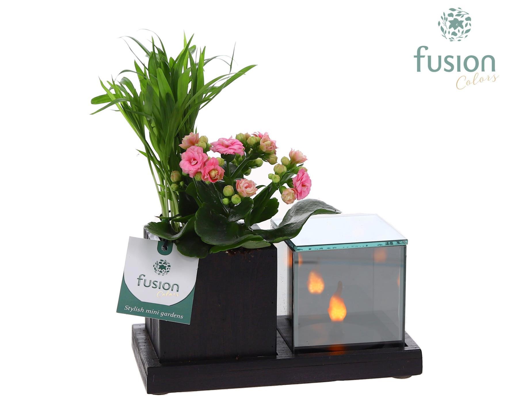 Houten Elegant LED planter met Chameadorea en Kalanchoe, D 19