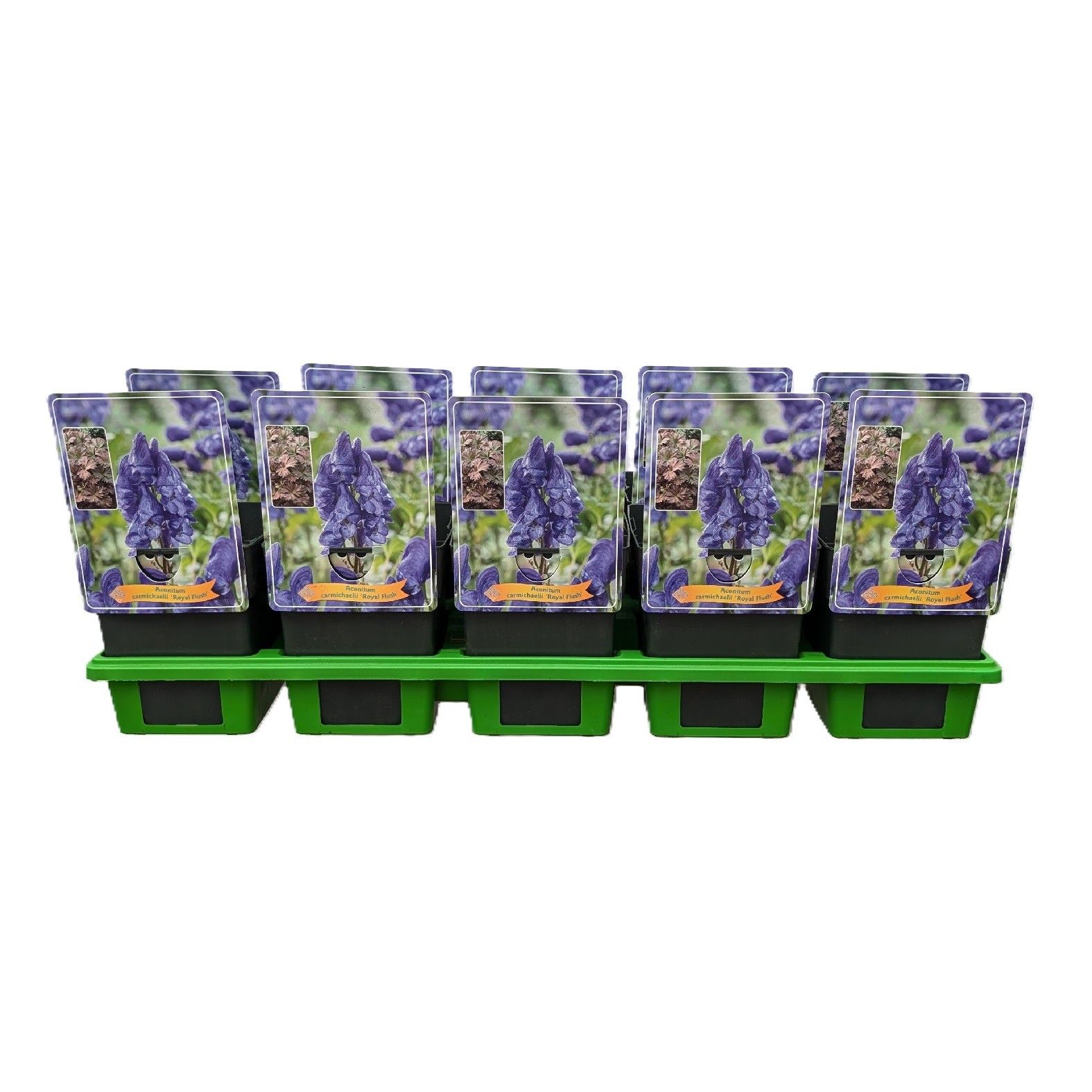 Aconitum carmichaelii ‘Royal Flush’ P11, D 11