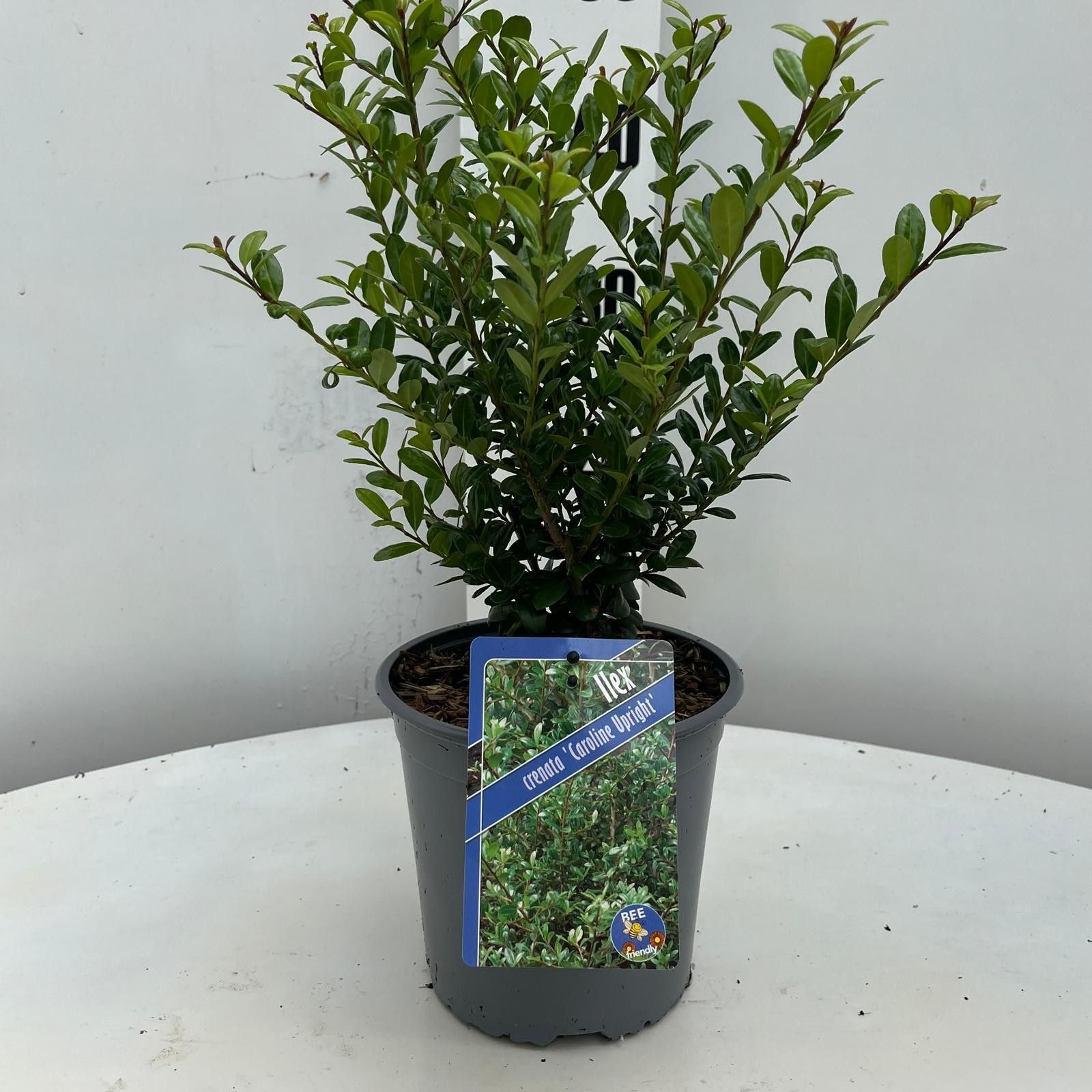 Ilex cren. 'Caroline Upright', D 17