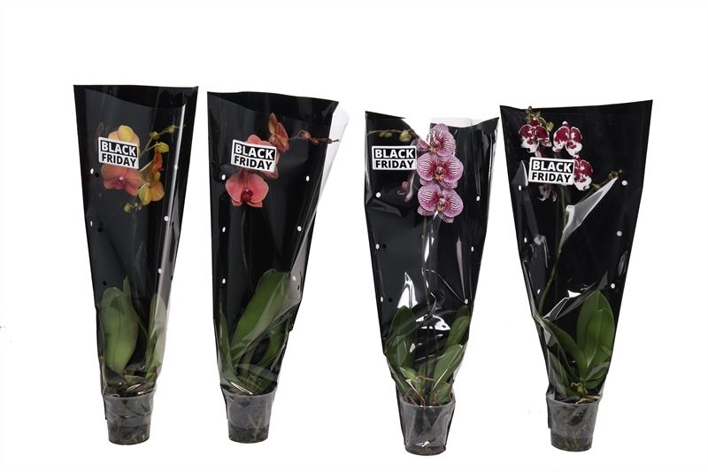 Phal mix 1T09+ in zwarte sierhoes, D 12 cm