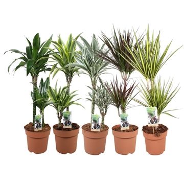 Green is... dracaena-mixkar p21 45-15 - min 3 soort per laag, D 21