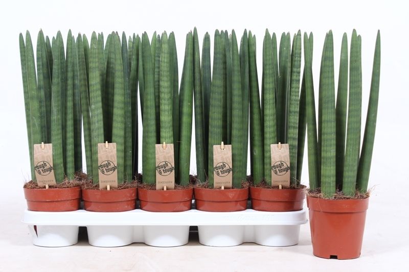 Sansevieria Straight, D 12