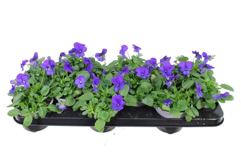 Viola cornuta Sorbet True Blue, D 11 cm