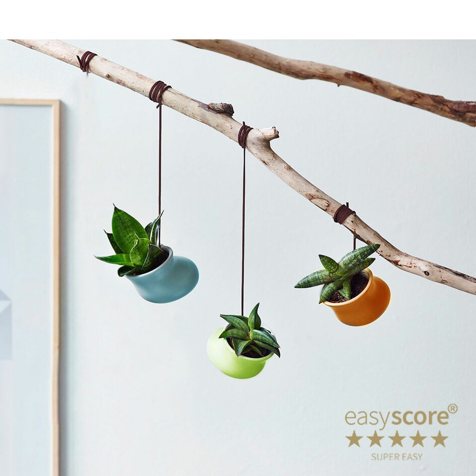 SANSEVIERIA MIX 30603803 Colour Drops, D 9