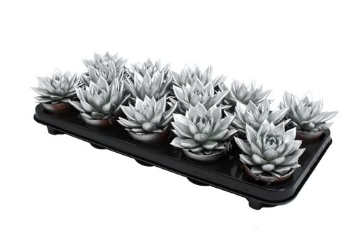 Miranda coloured silver, D 8,5