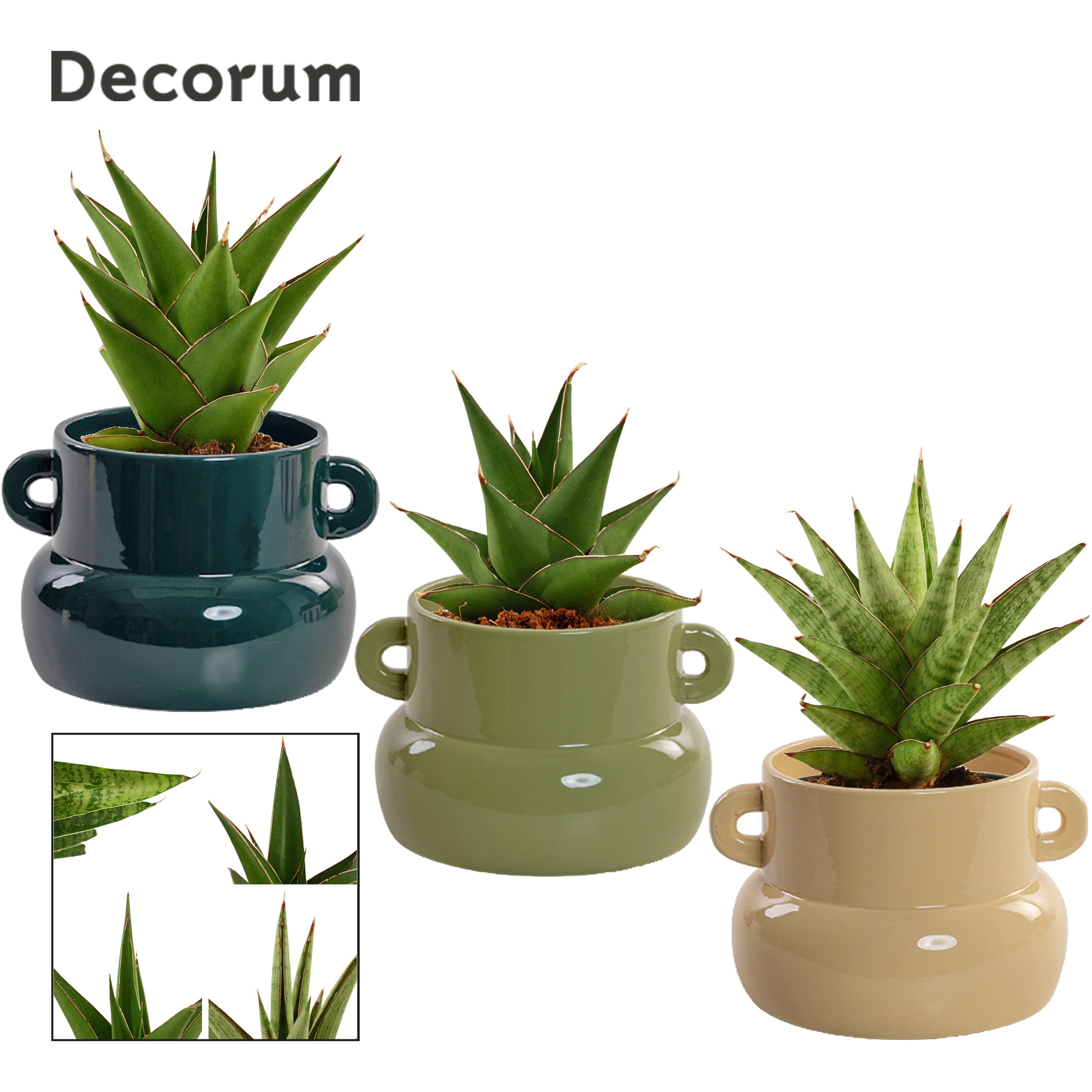 Sansevieria Crown Mix 9 cm in Lucy (Top blend-collection), D 9