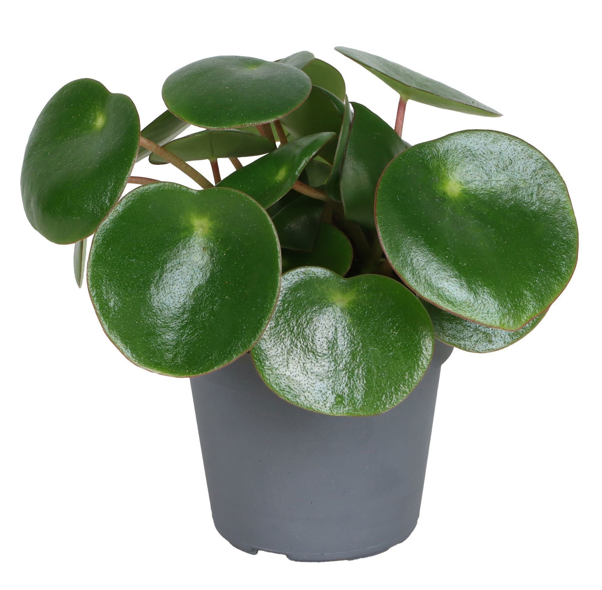 Peperomia Arifolia 6 cm, D 6