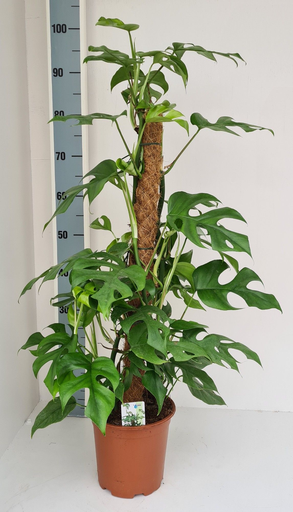 Monstera Minima, D 19