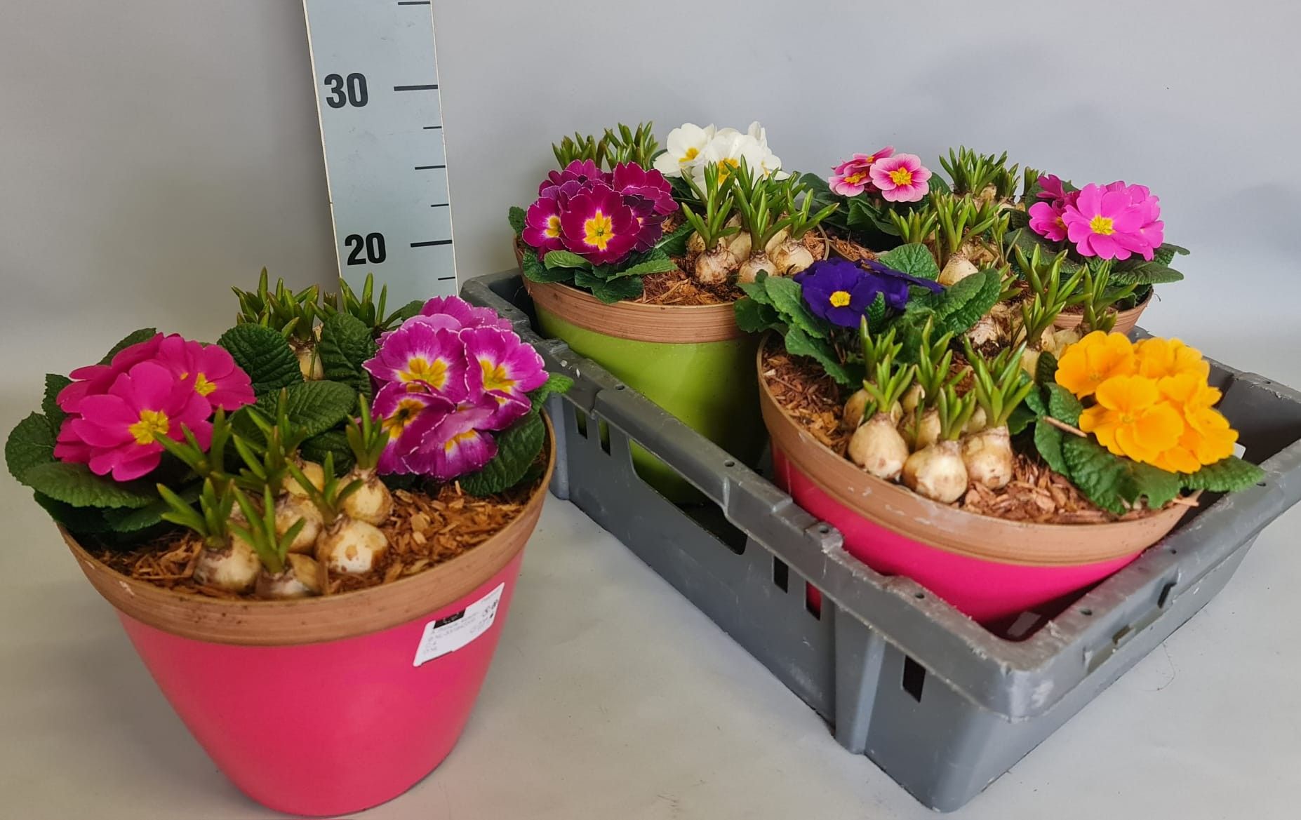 Arrangement21cm Primula/Bol, D 21