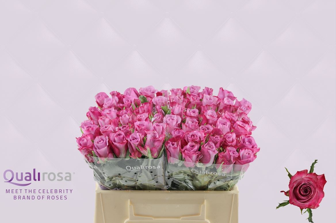 Роза од. Дип Перпл 35, шт.