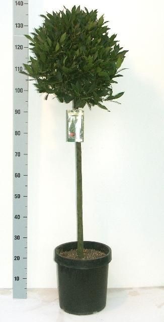 Laurus nobilis Bol op stam D30- Vlaamse Laurier, D 20