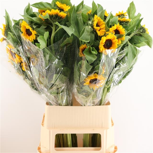 Гелиантус Винсент Чойс 90, шт.