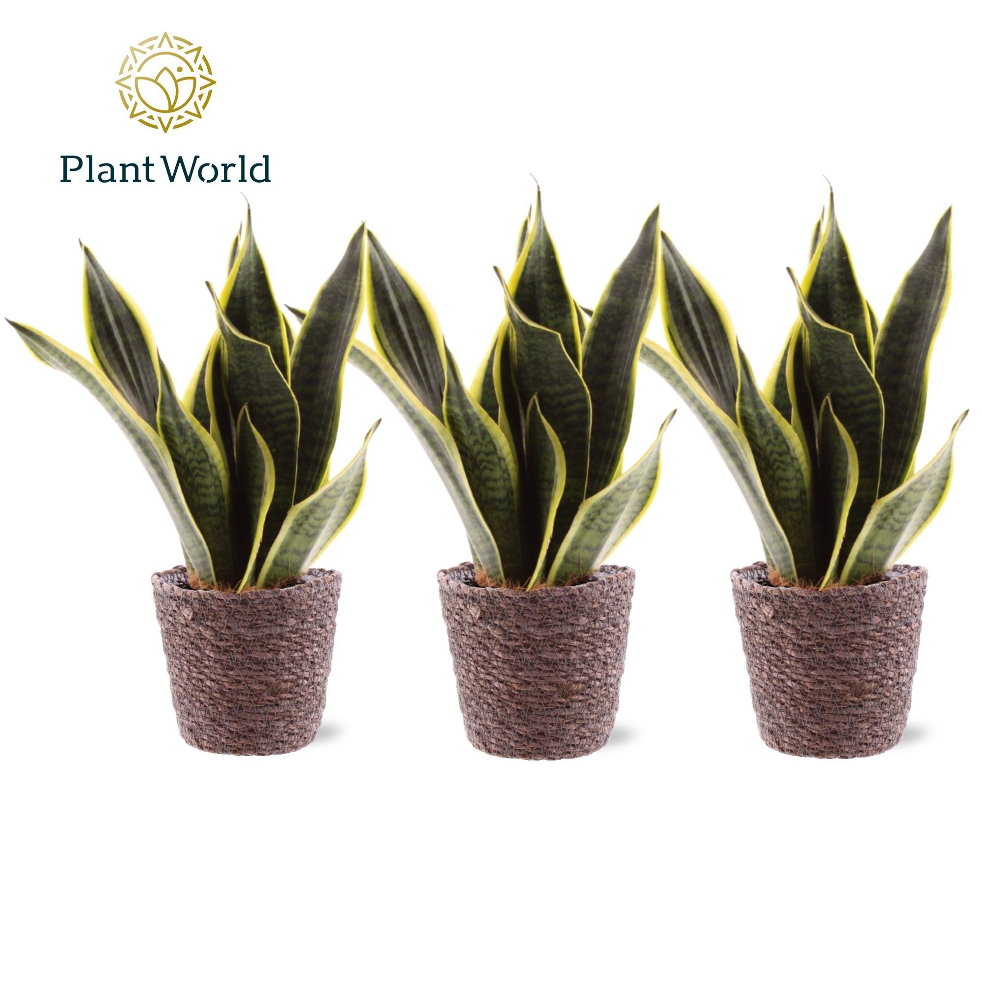 Sansevieria Futura Superba 3 stekken p.p. Trendy Mand, D 12