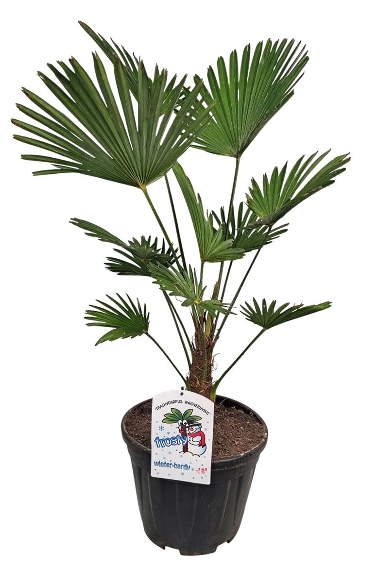 Trachycarpus Wagnerianus Nl Paspoort 100+, D 32