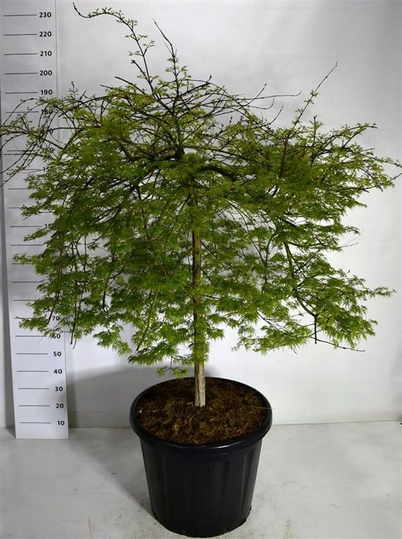 Acer pal. 'Emerald Lace', D 60