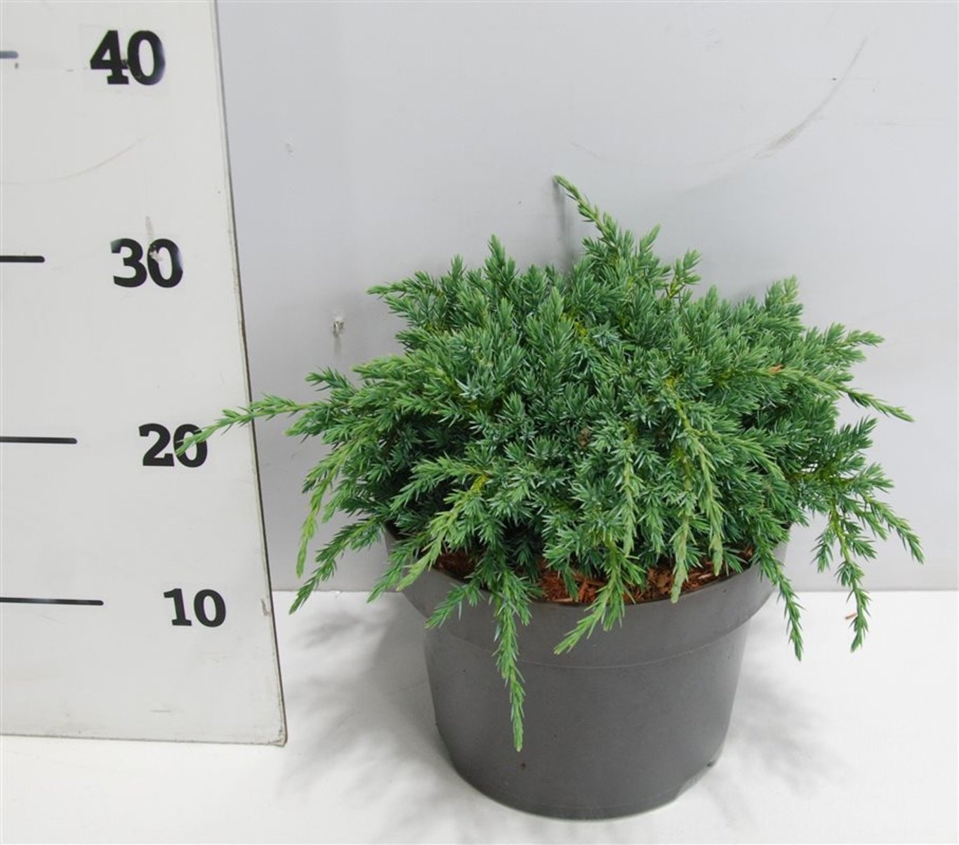 Juniperus squamata 'Blue Carpet', D 23