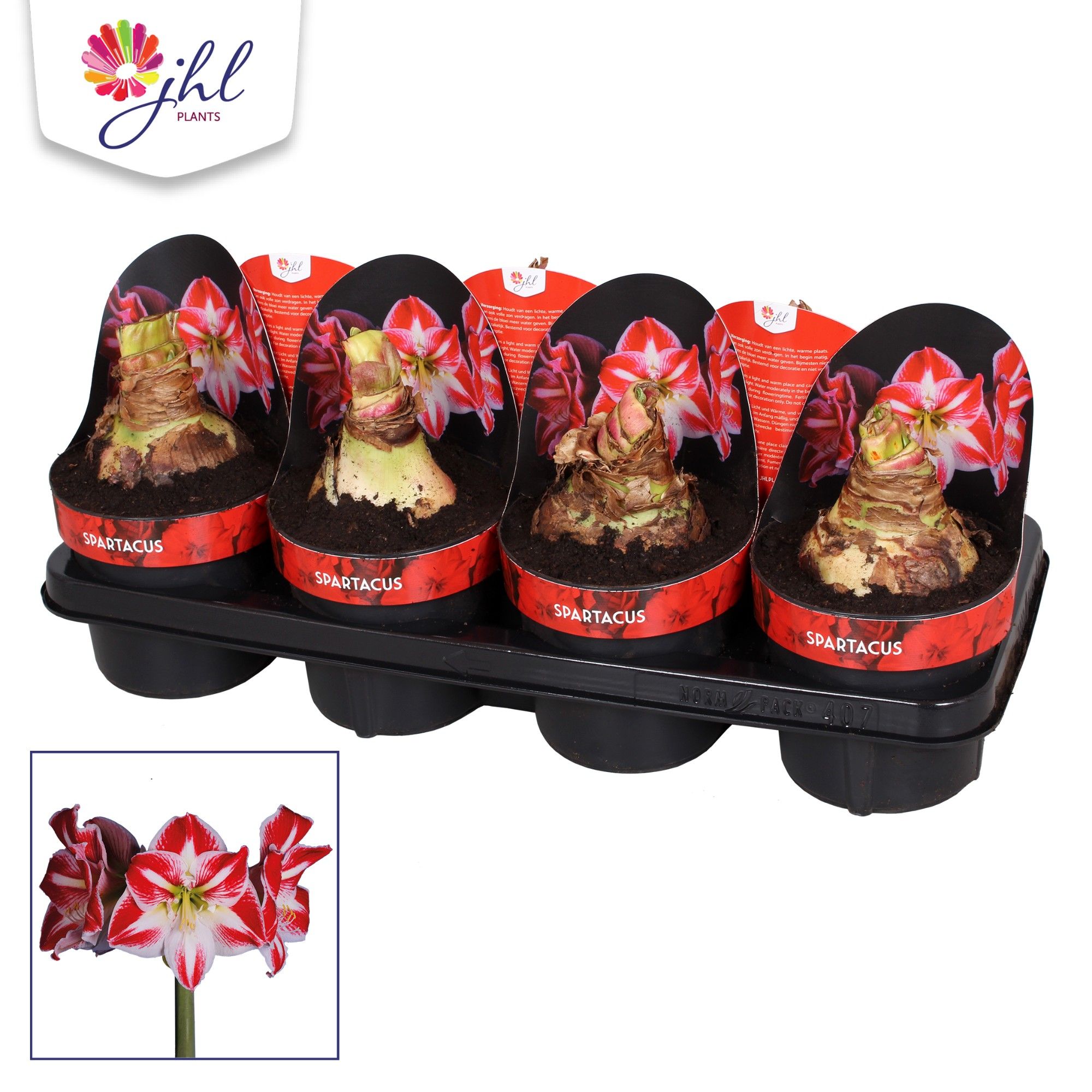 Amaryllis Spartacus, D 14