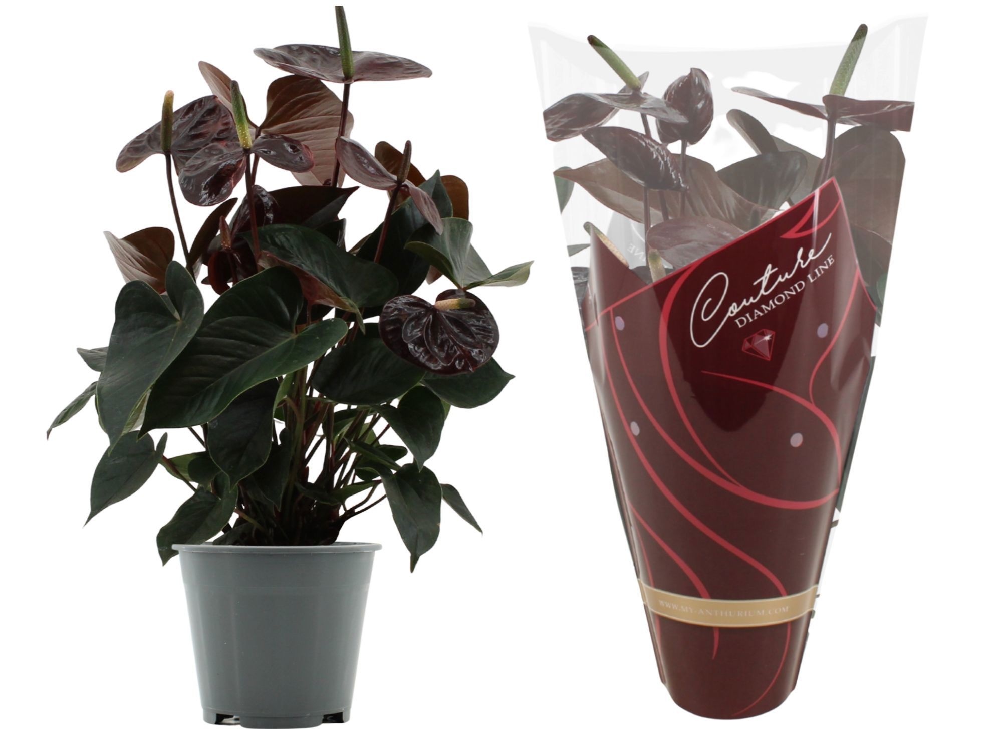 Anthurium 14 cm Black Love in Diamond Line Purple sleeve, D 14