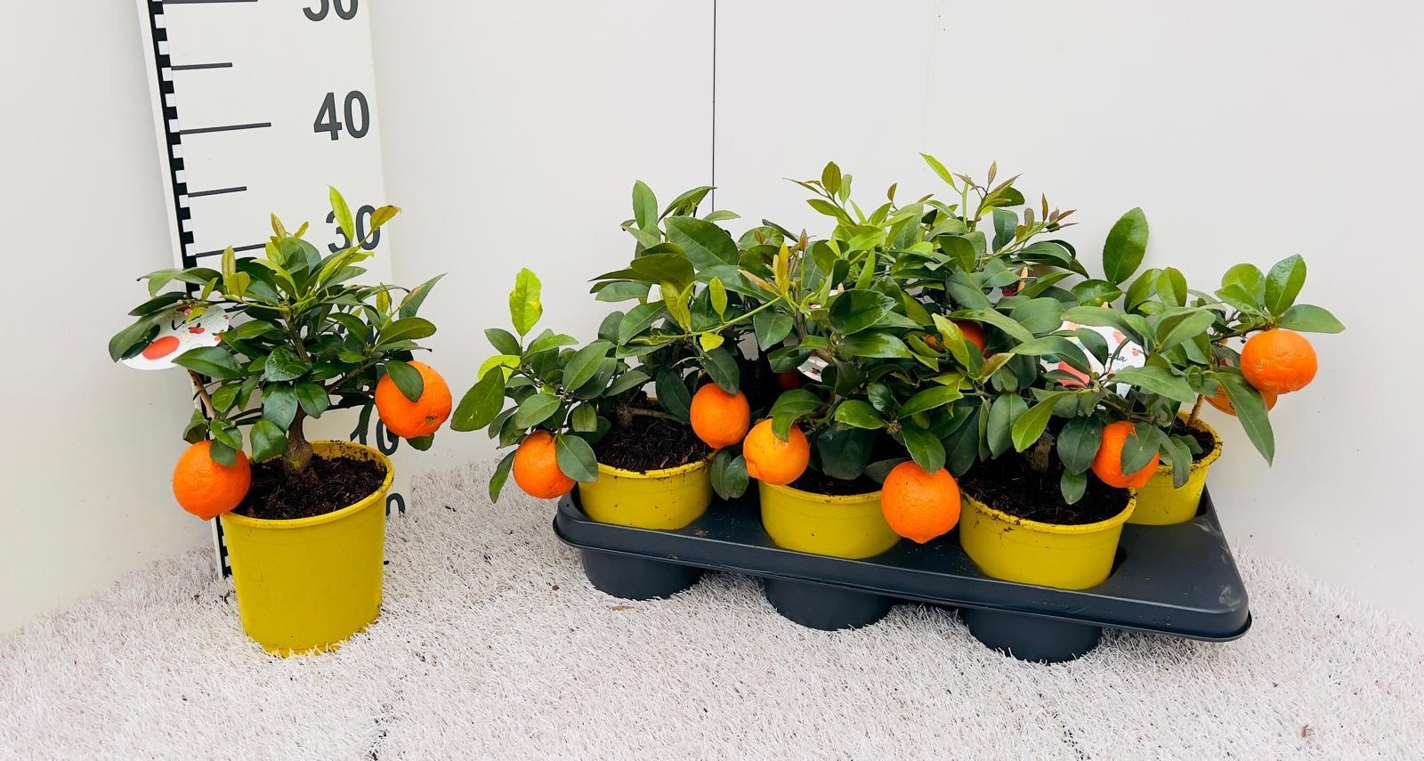 Citrus limetta Mandarine medi-stem (s2), D 14