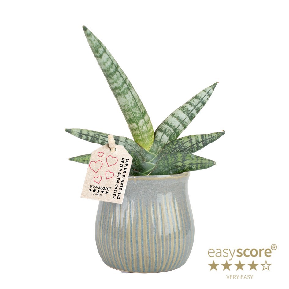 30607200 Glazed Green, D 6