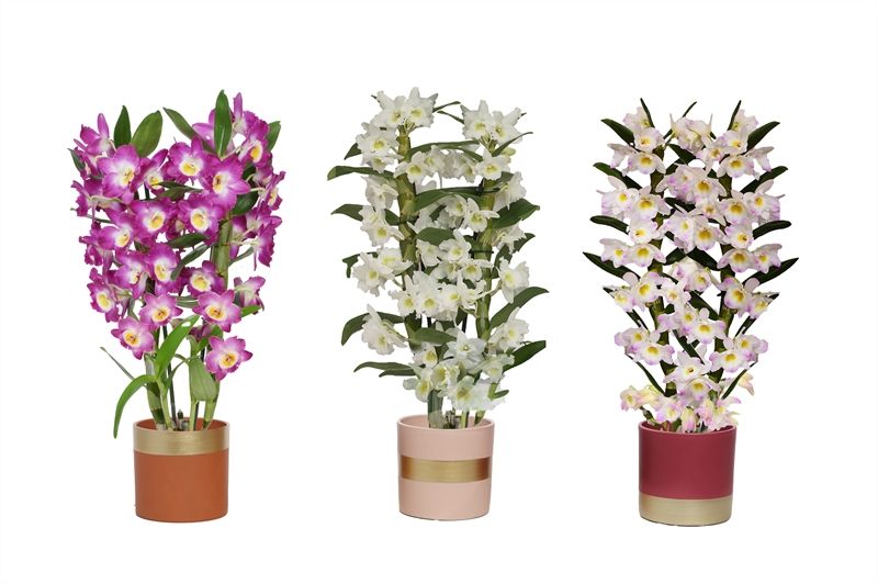 Dolomite p12 Horizon nude mix Dendr Nobile Mix 2T16+tros regular, D 12