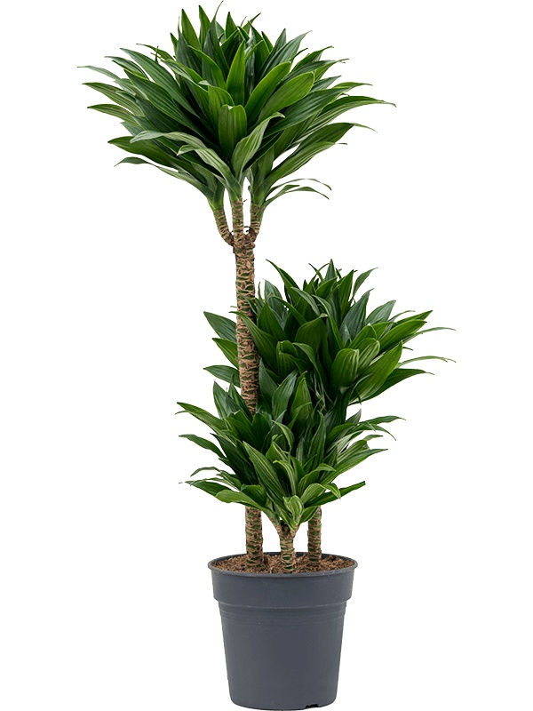 Dracaena fragrans 'Compacta', D 21 cm Dracaena fragrans 'Compacta', D 21 cm