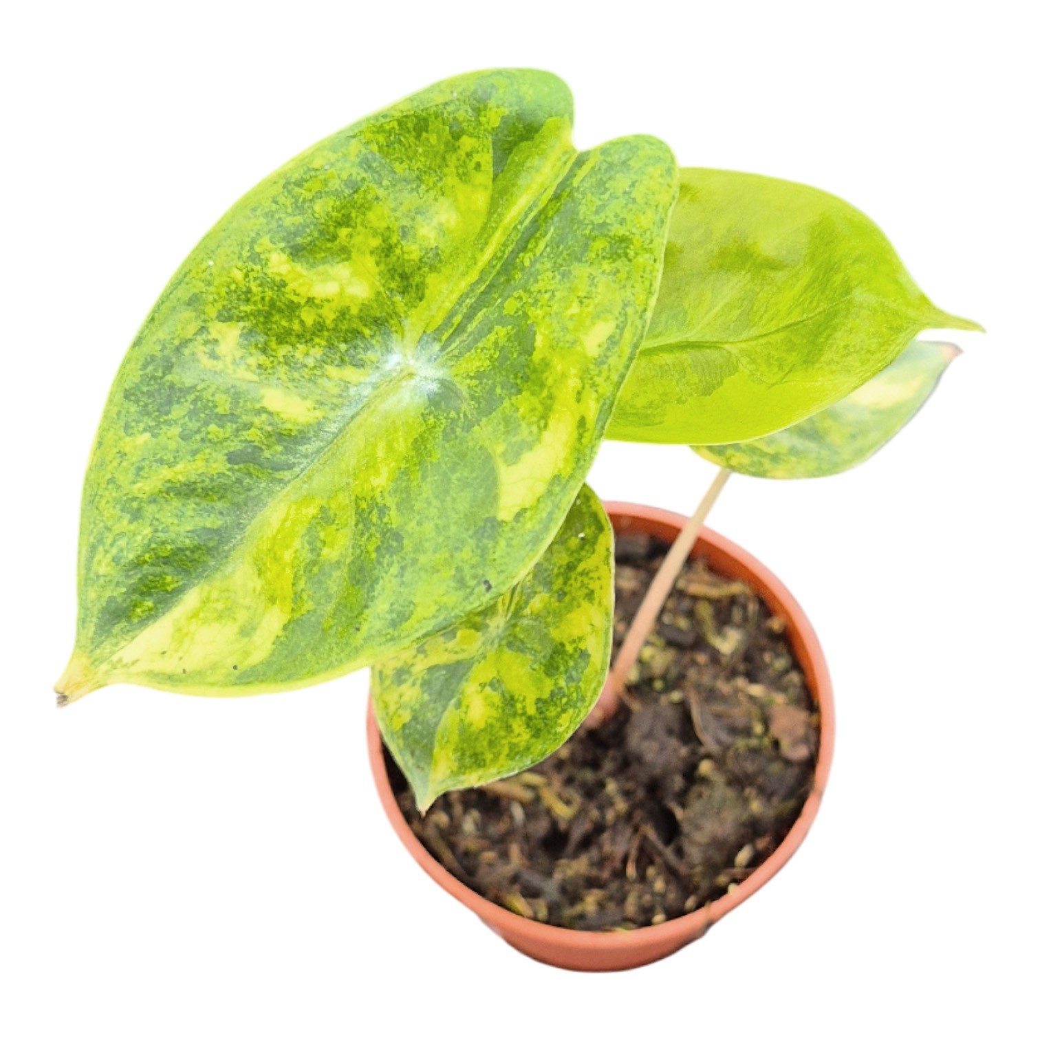 Alocasia Pink Dragon Variegata, D 7