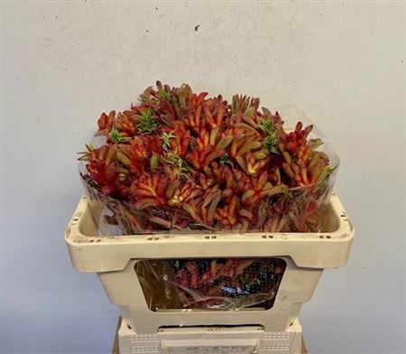 Анигозантус Рой Слевен 50 (оранжево-зел.), шт.