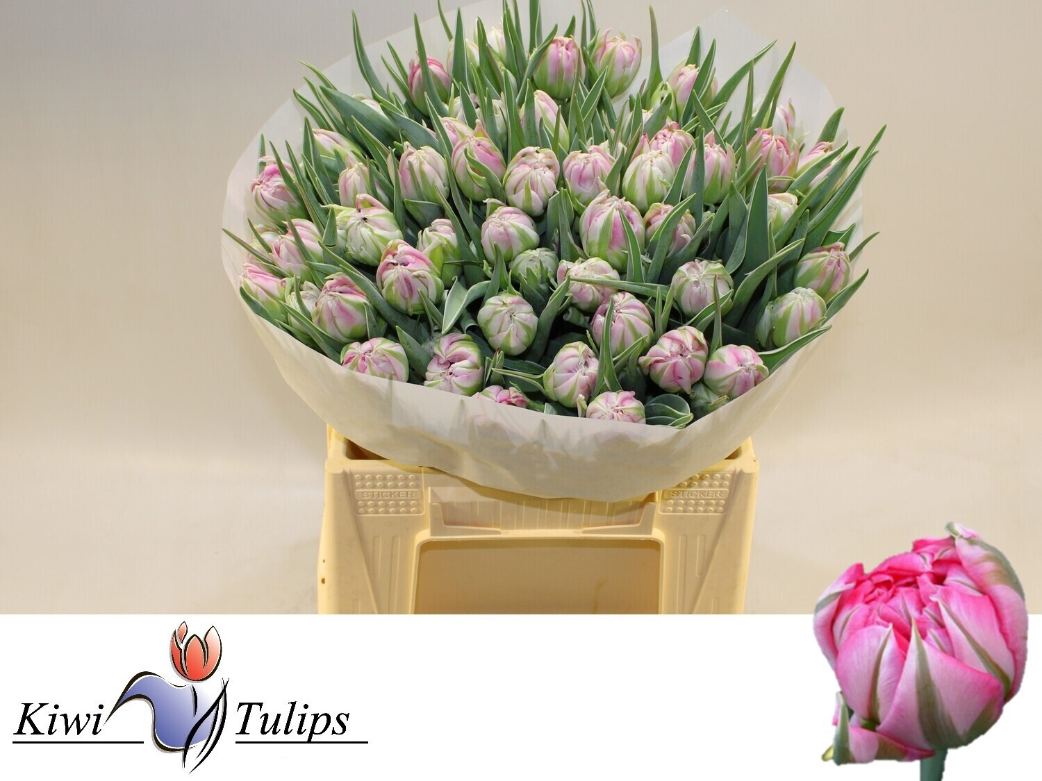 Тюльпан дв. Флэш Поинт (ярко-роз.), шт.