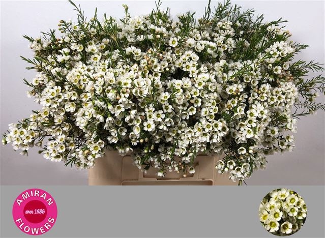 Шамелациум Сириус 60, шт.