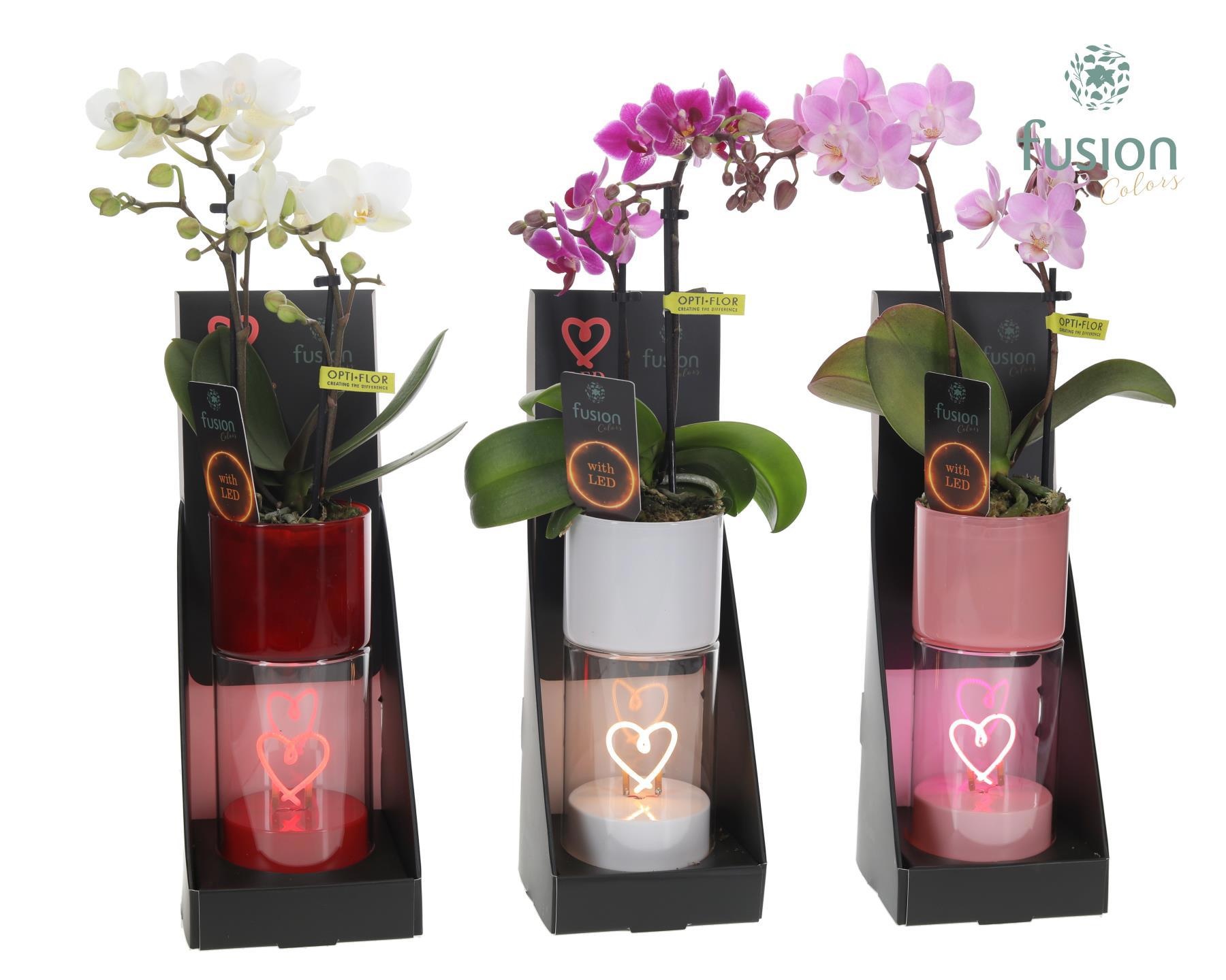 LEDhartlicht planter met Phalaenopsis, D 7