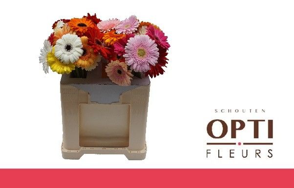 Гербера Микс, шт.