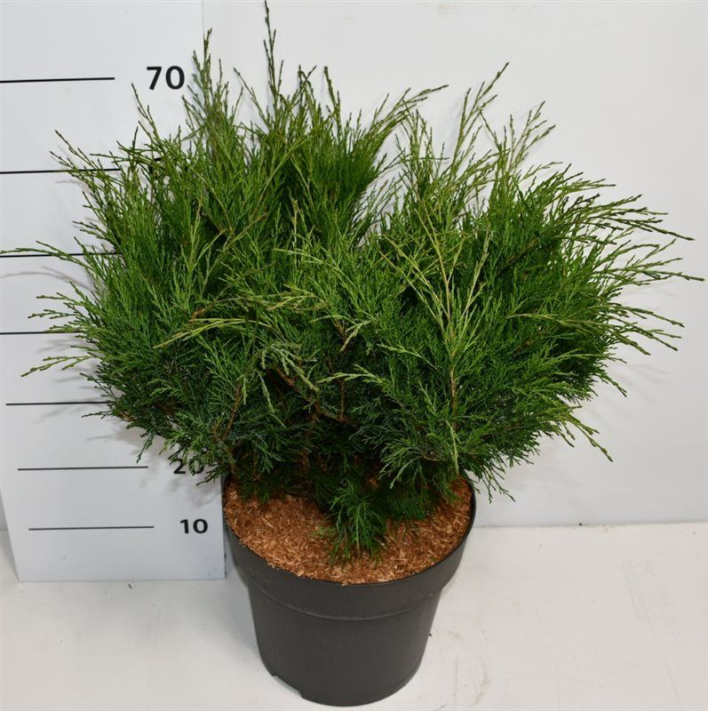 Juniperus sabina, D 32