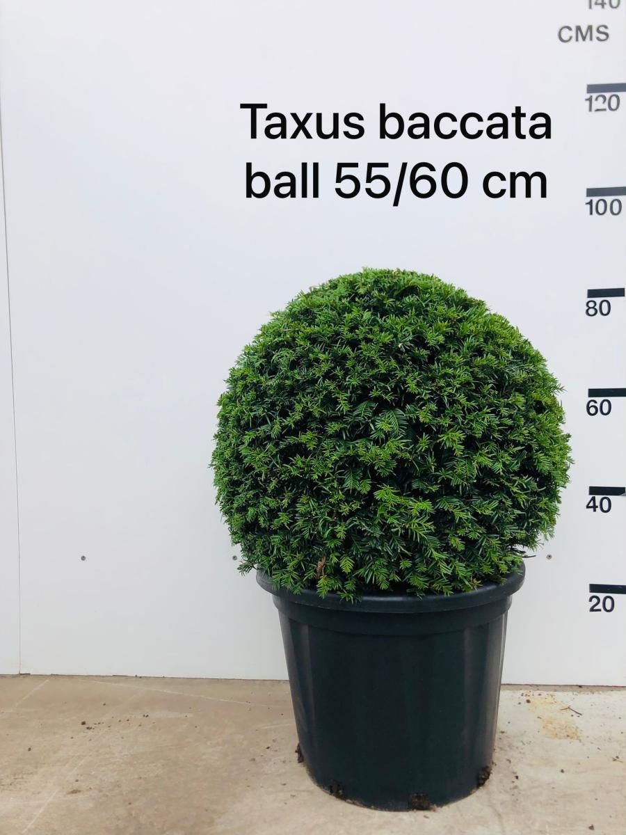 Taxus baccata, bol, D 45