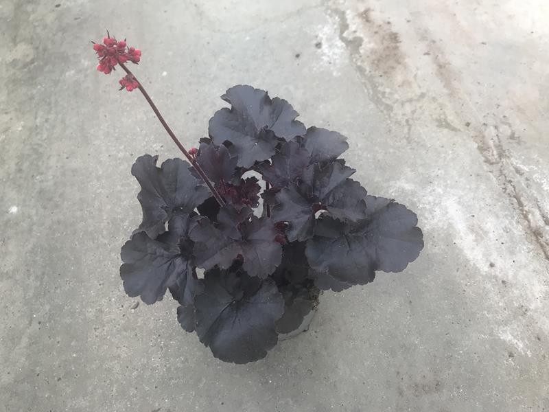HEUCHERA-HYBRID, D 12 cm