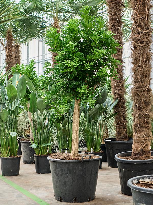 Murraya paniculata (180-220), D 60