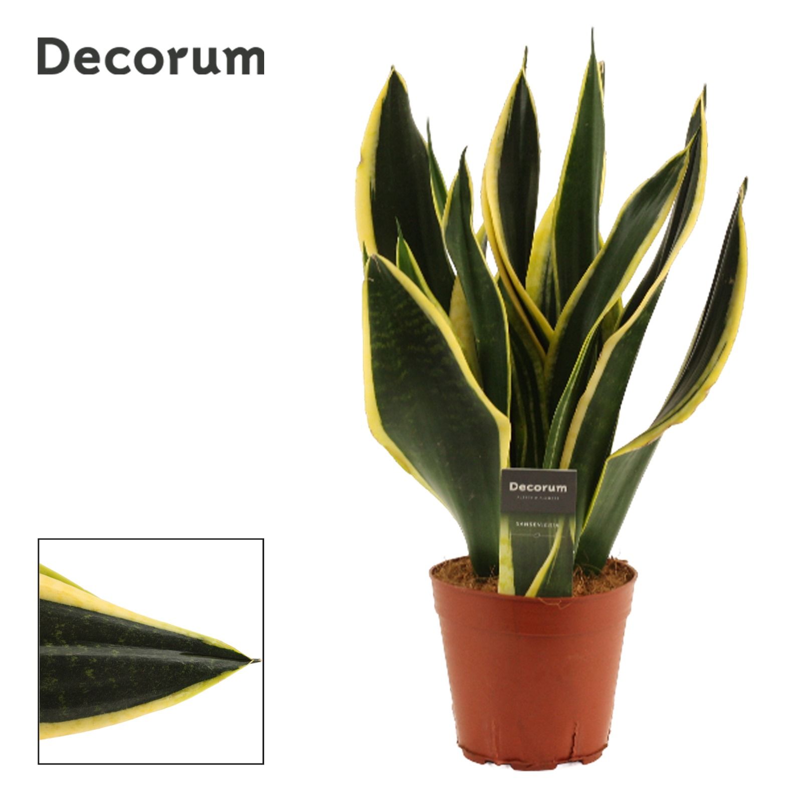 Sansevieria Night Shade 14 cm (Decorum), D 14