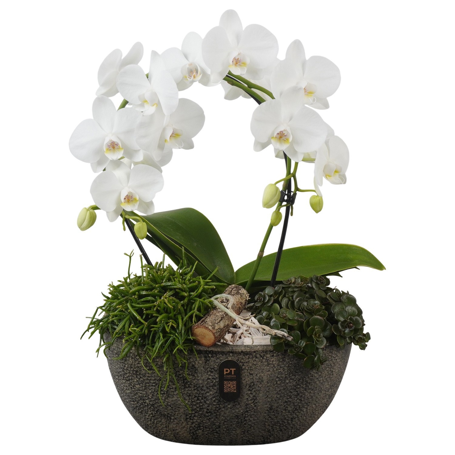 PTIB5352 Arrangement Indoor in keramiek pot ovaal, D 28