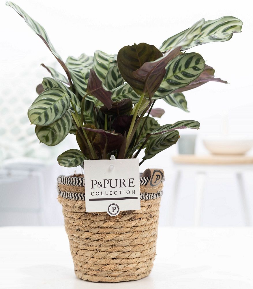 Ctenanthe Burle Marxii in P&PURE Basket 6, D 12