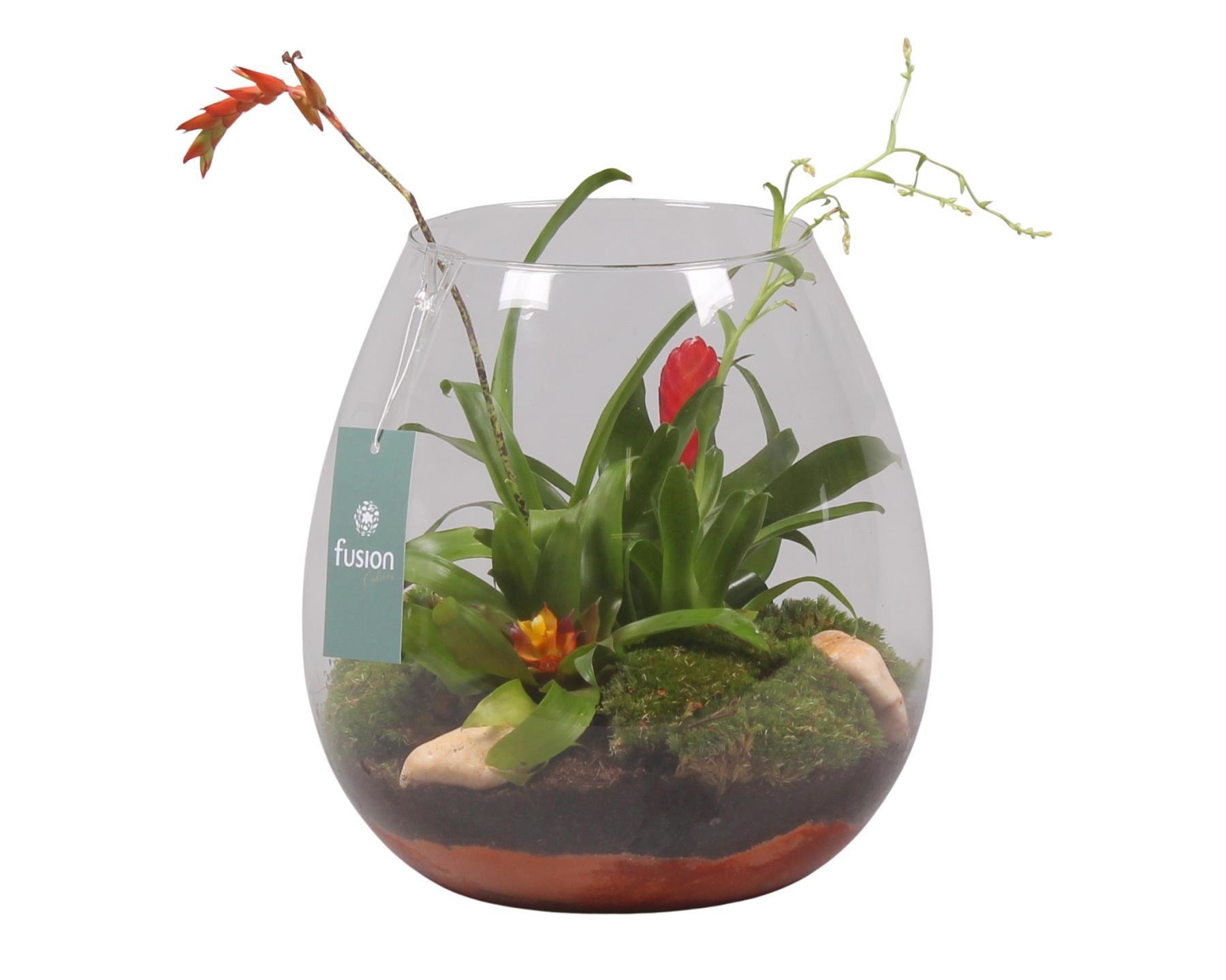 Green Bottle Abby Large met Bromelia, D 24